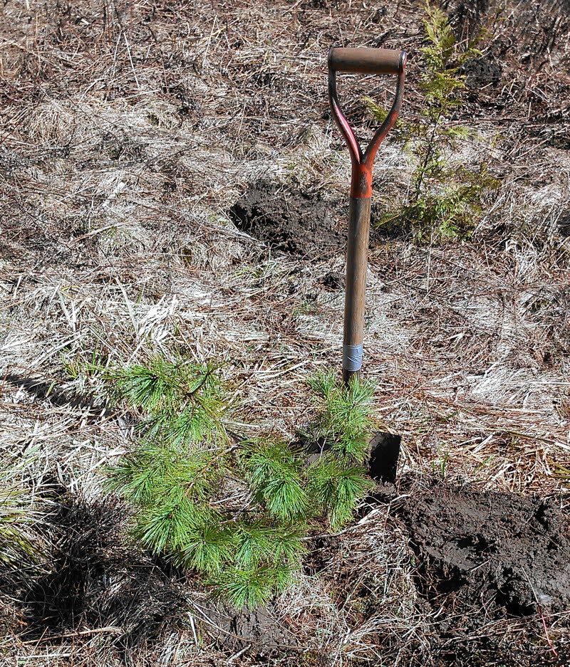 Pine Tree with Shovel