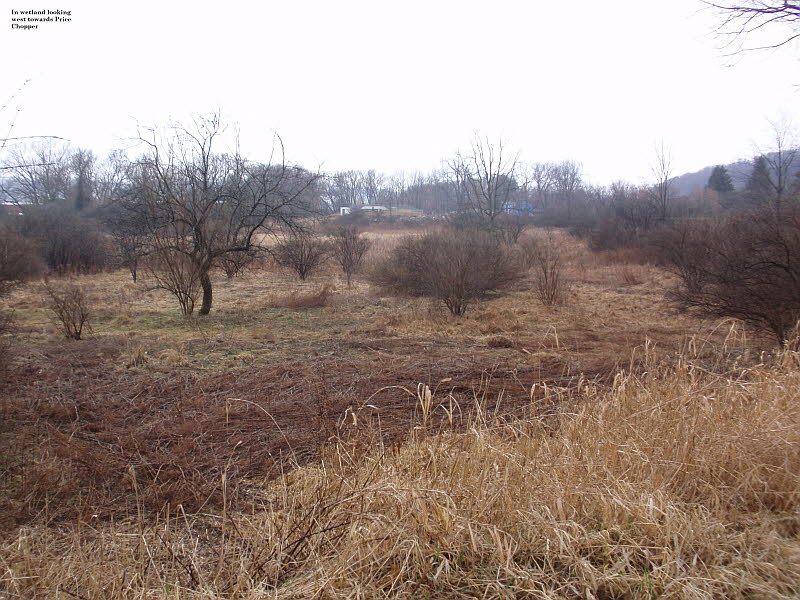wetland looking west where trees were planted 2